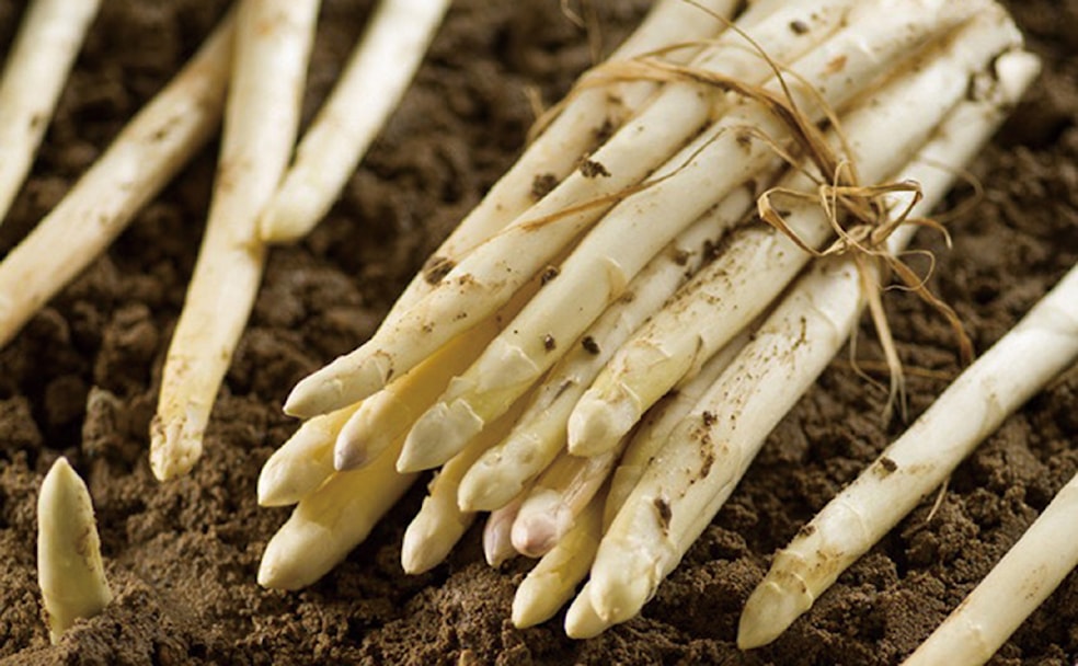 White Asparagus in May
